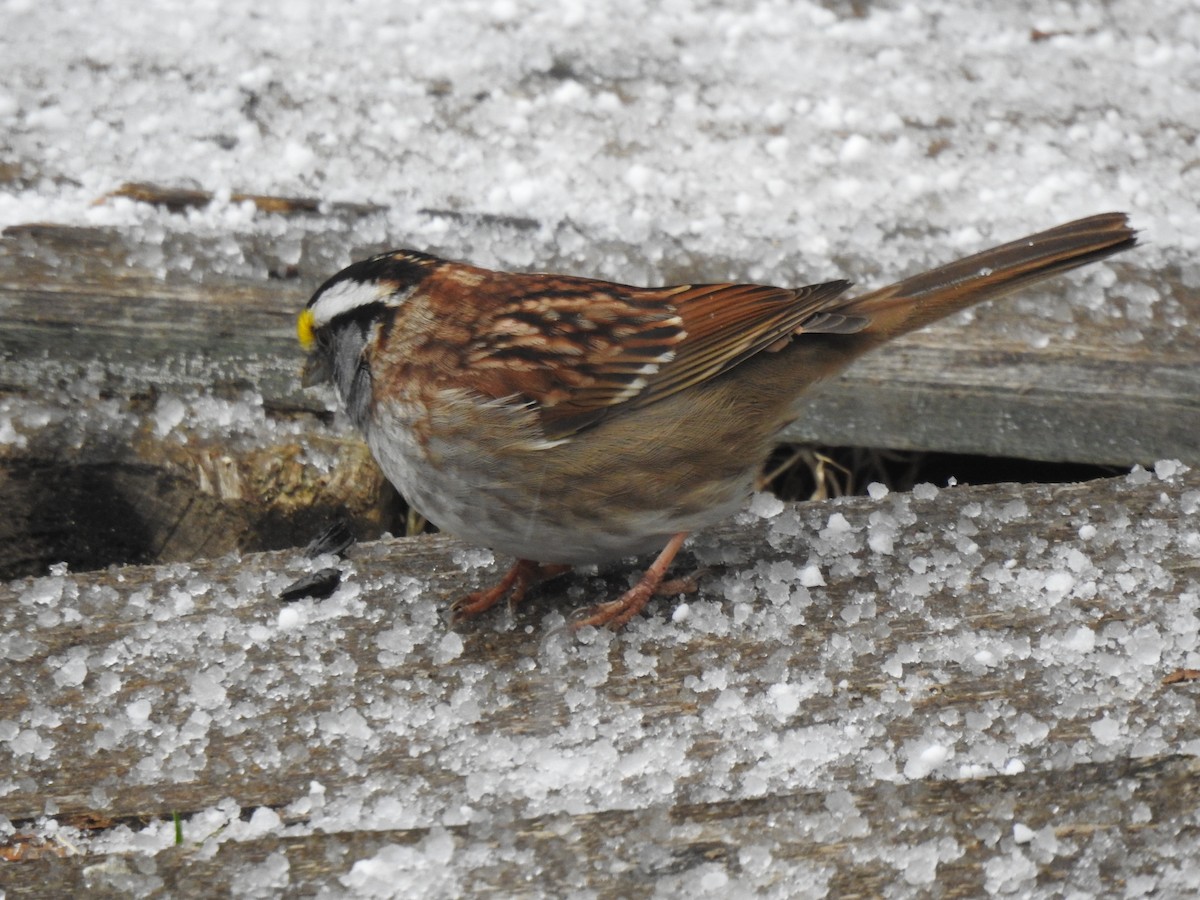 White-throated Sparrow - ML617773761