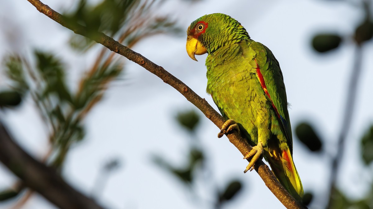 White-fronted Parrot - ML617773768
