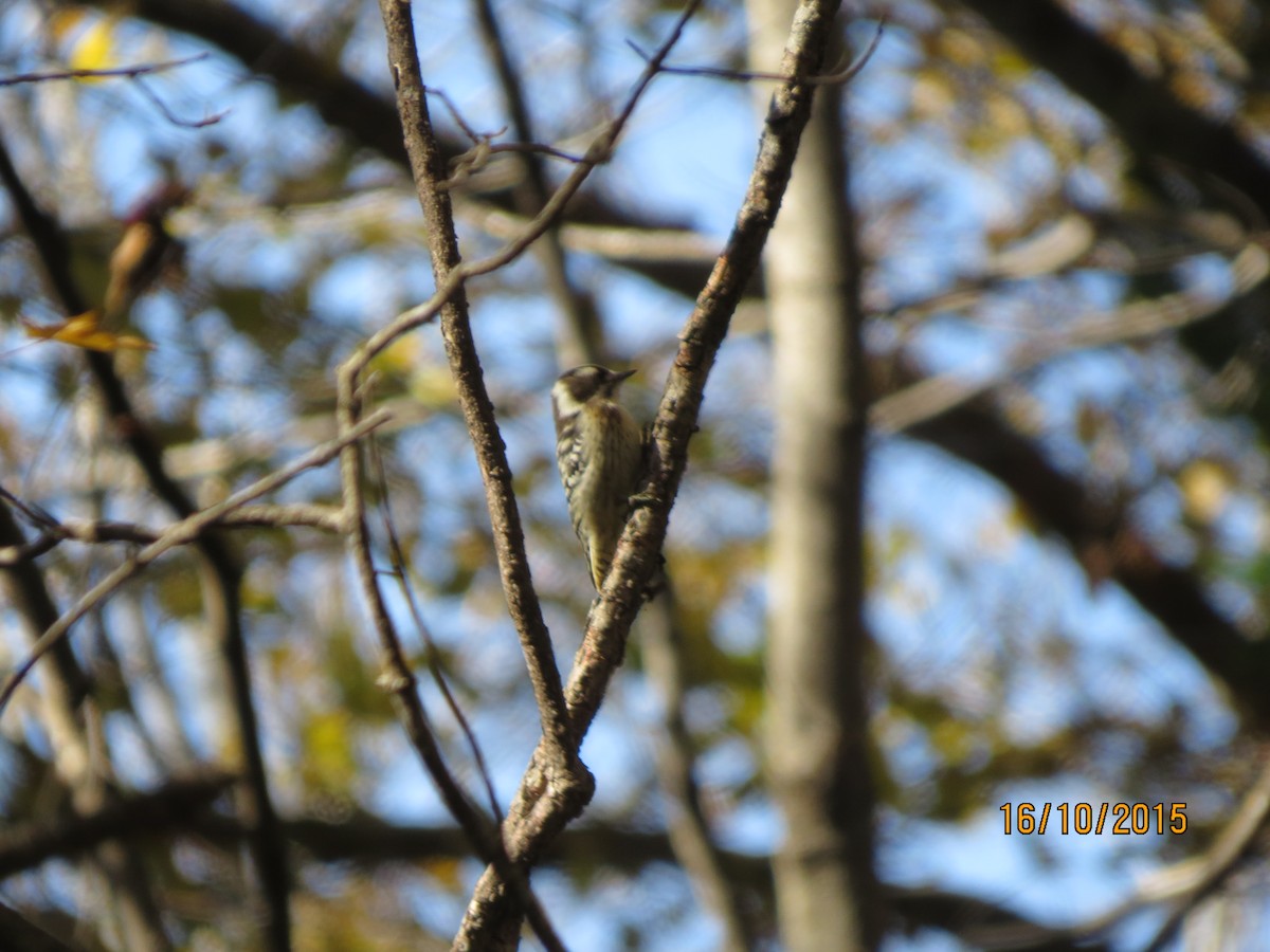 Japanese Pygmy Woodpecker - ML617773801