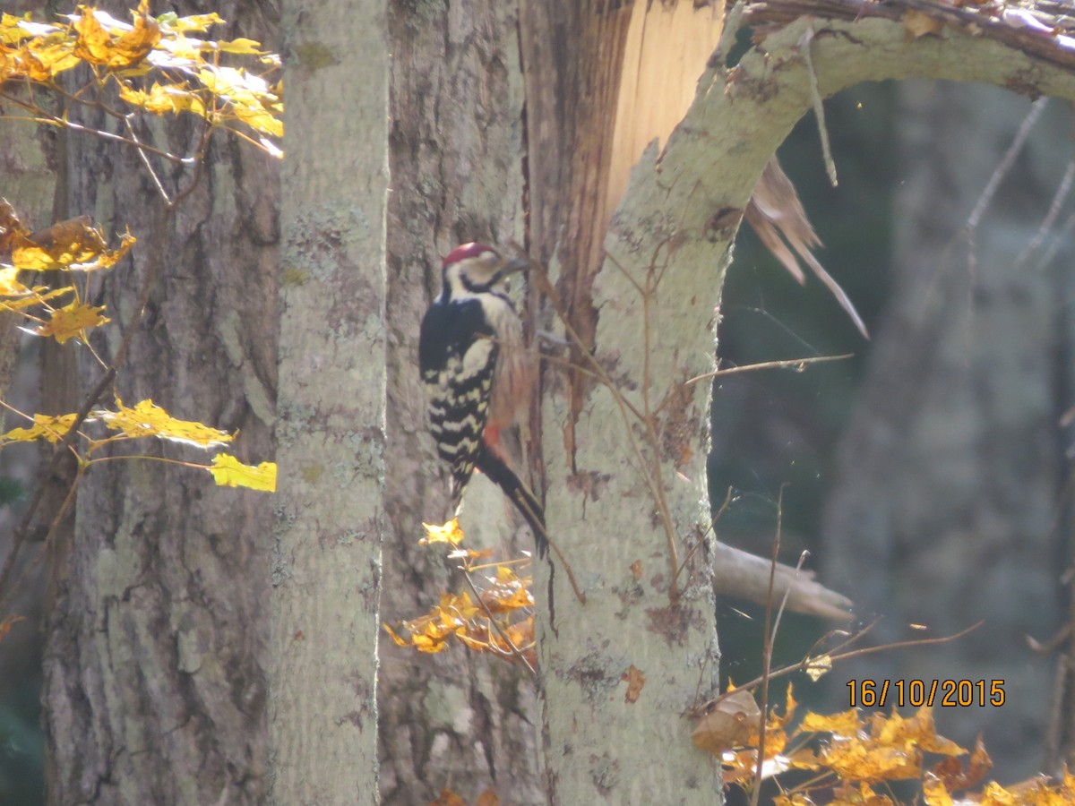 White-backed Woodpecker - ML617773813