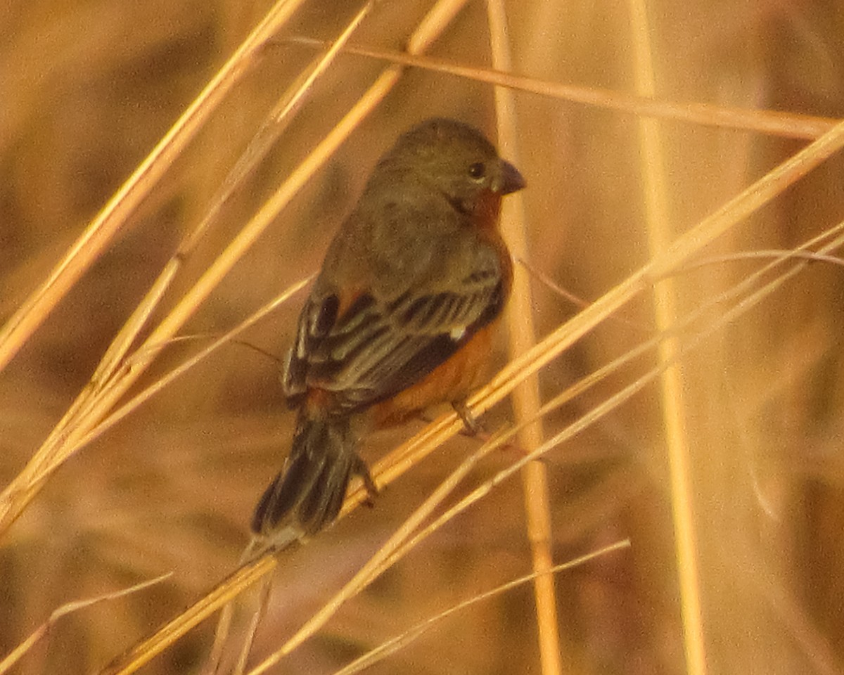 Ruddy-breasted Seedeater - ML617773839