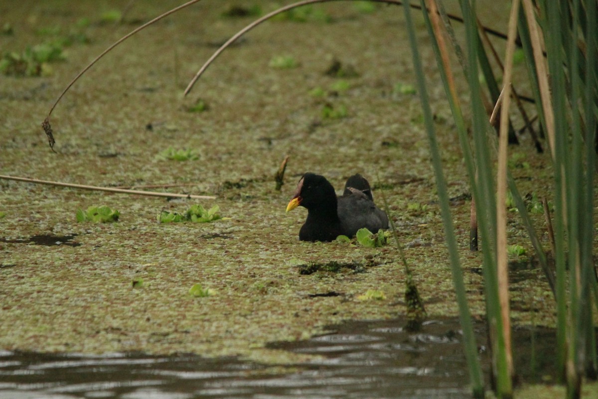 Red-fronted Coot - ML617773840