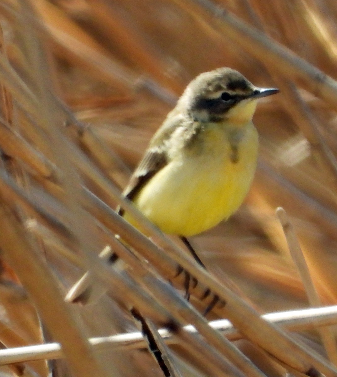 Western Yellow Wagtail - Peter Jungblut