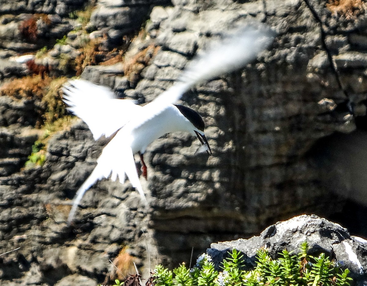 White-fronted Tern - ML617773988