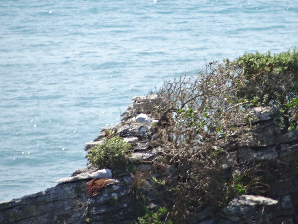 White-fronted Tern - ML617773991