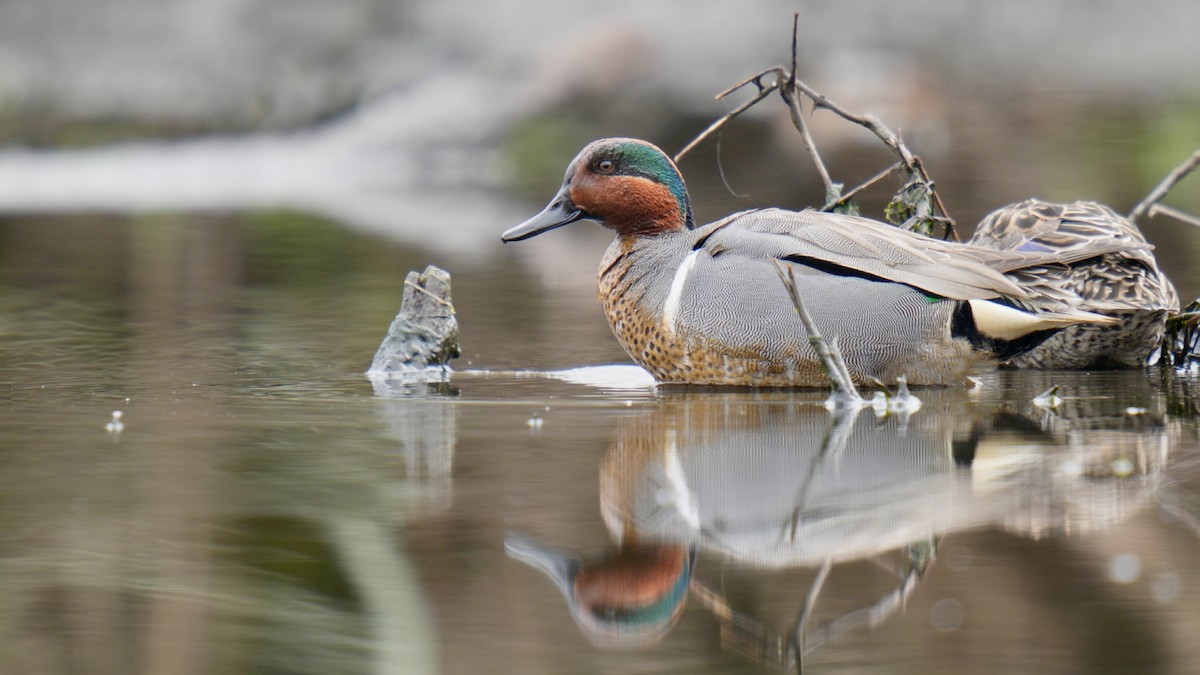 Green-winged Teal - ML617774048