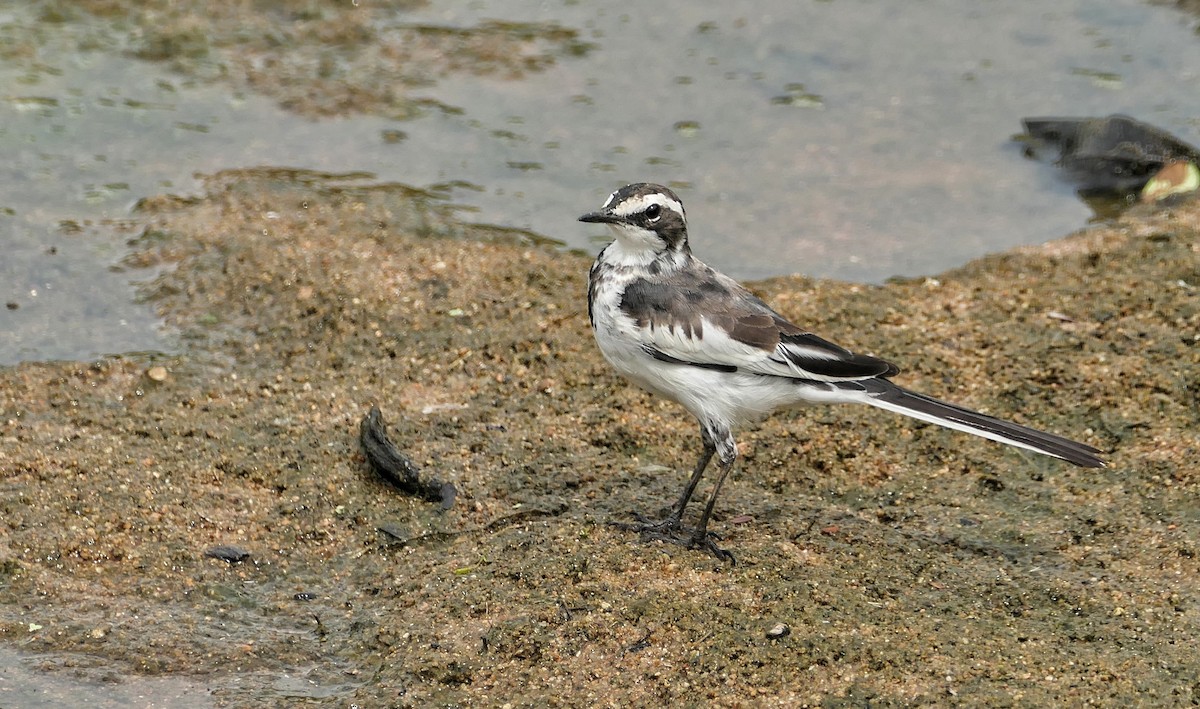 African Pied Wagtail - ML617774059