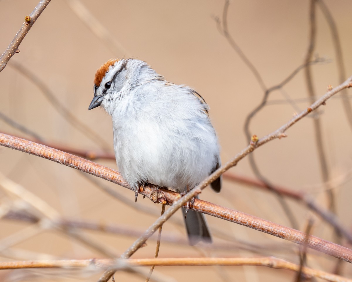 Chipping Sparrow - ML617774091