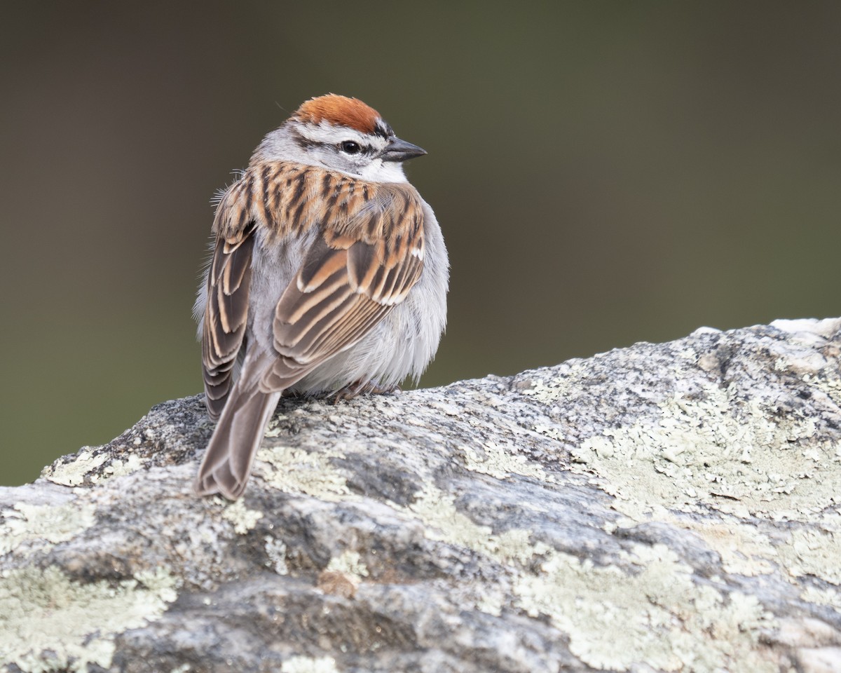Chipping Sparrow - ML617774092
