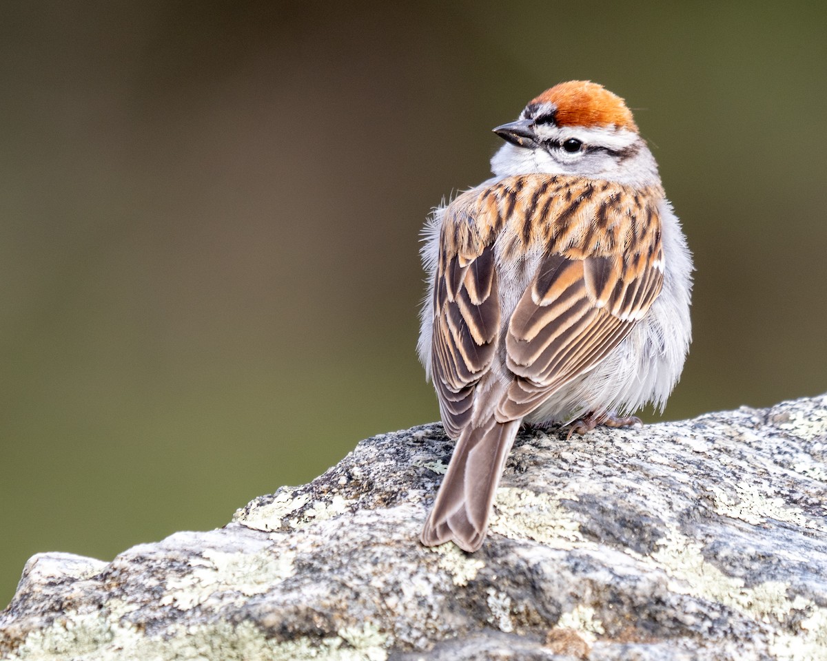 Chipping Sparrow - ML617774093