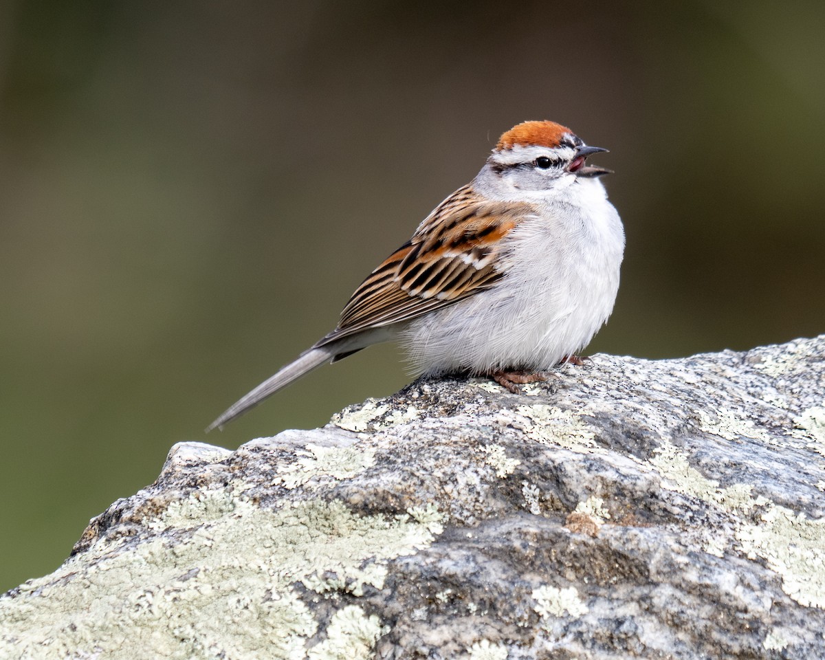 Chipping Sparrow - ML617774094