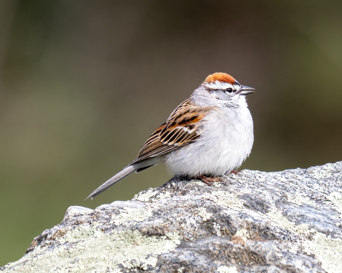 Chipping Sparrow - ML617774095