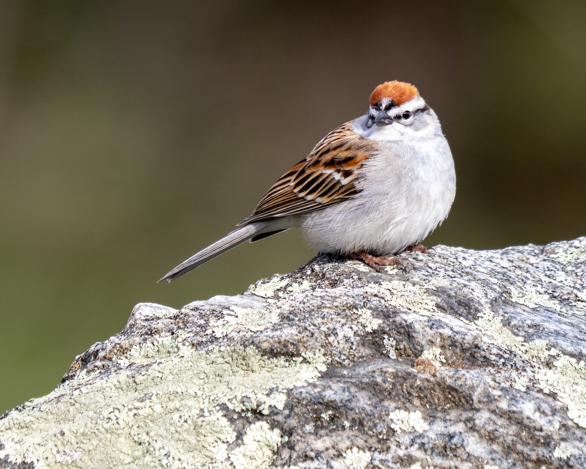 Chipping Sparrow - ML617774096