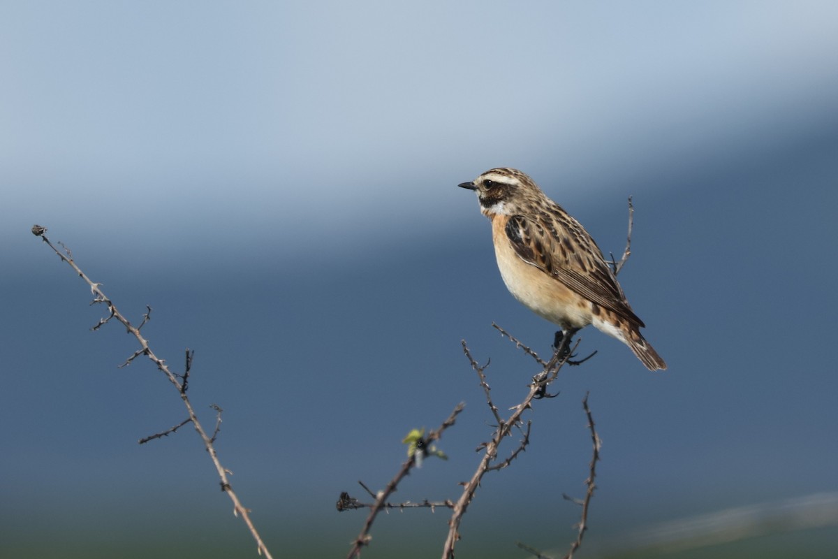 Whinchat - ML617774098