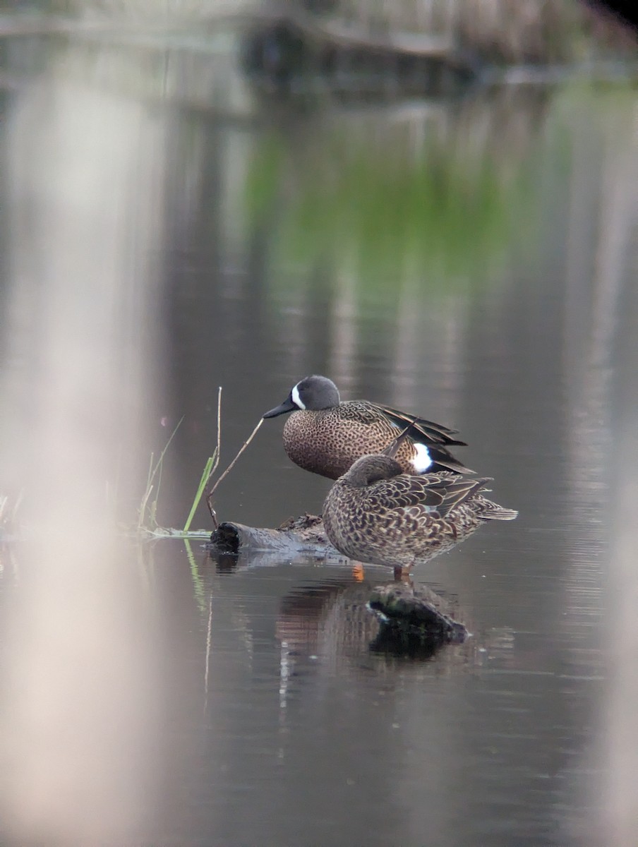 Blue-winged Teal - ML617774105