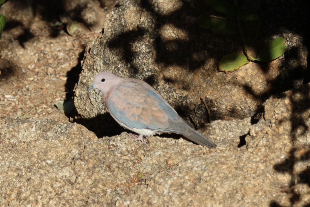 Laughing Dove - ML617774153