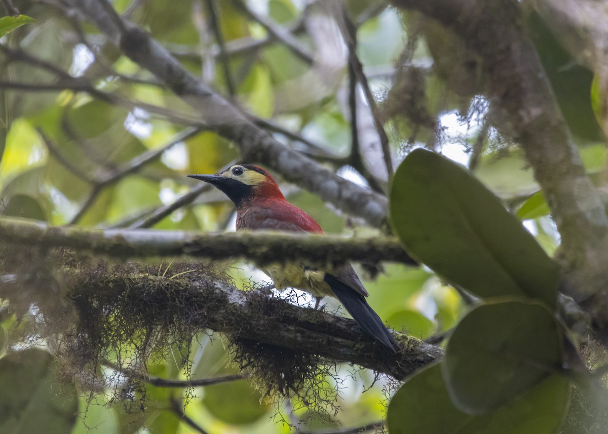 Crimson-mantled Woodpecker - ML617774156