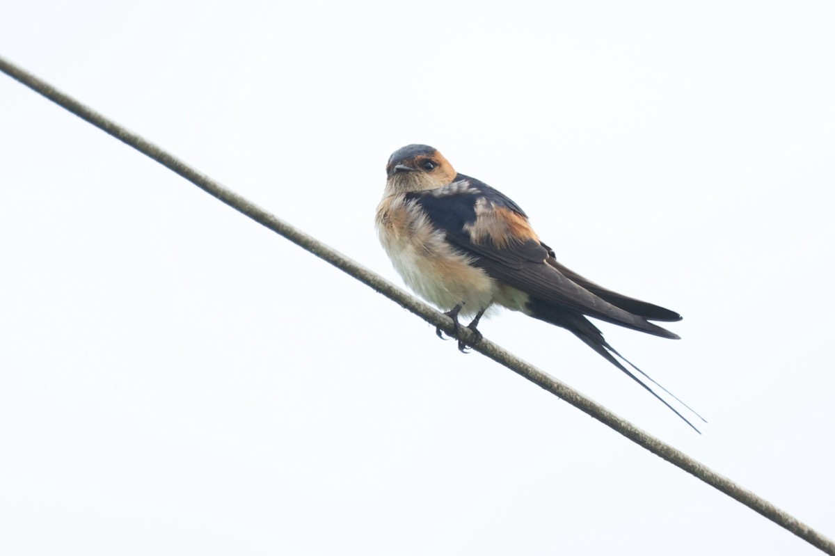 Red-rumped Swallow - ML617774178