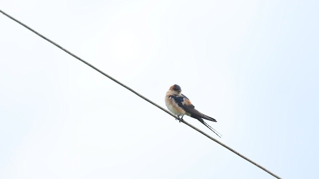 Red-rumped Swallow - ML617774194
