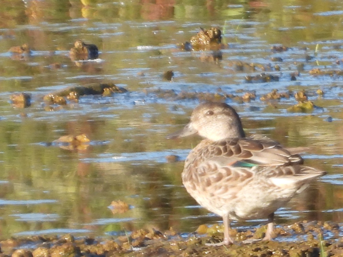 Green-winged Teal - ML617774255