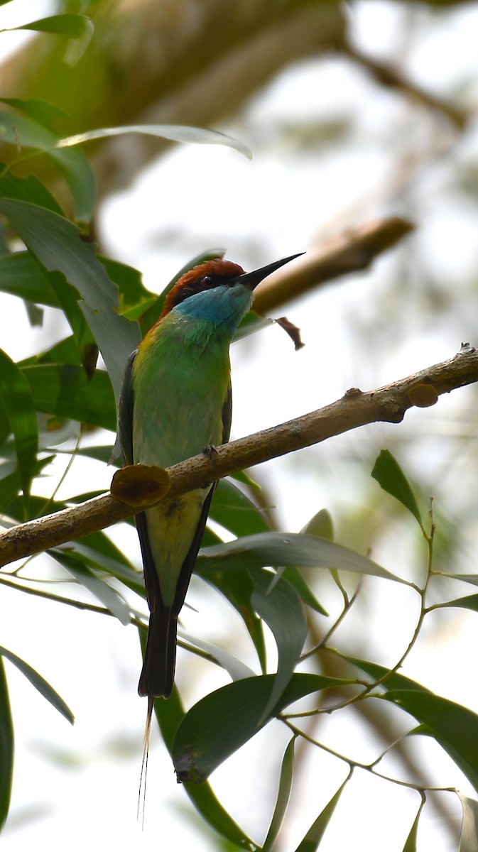 Blue-throated Bee-eater - ML617774268