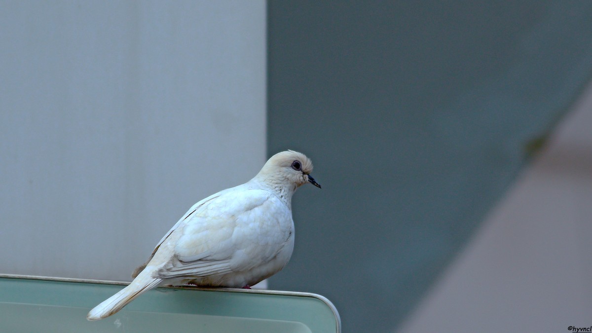 Laughing Dove - ML617774274