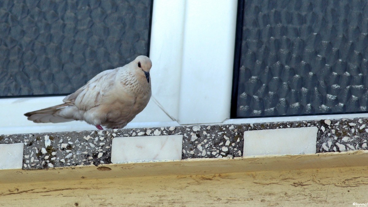 Laughing Dove - ML617774277