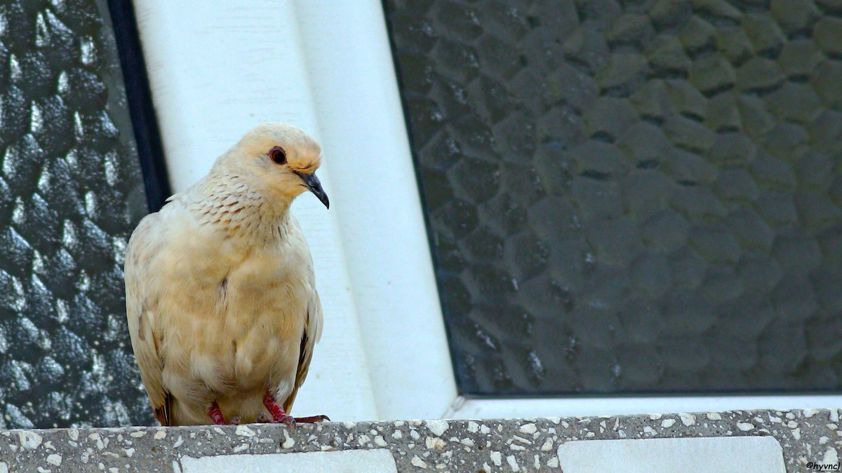 Laughing Dove - ML617774282