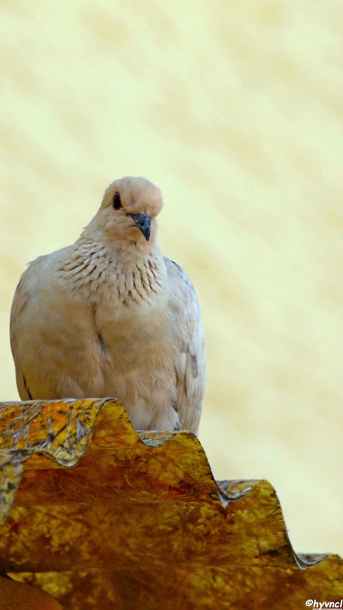 Laughing Dove - ML617774284