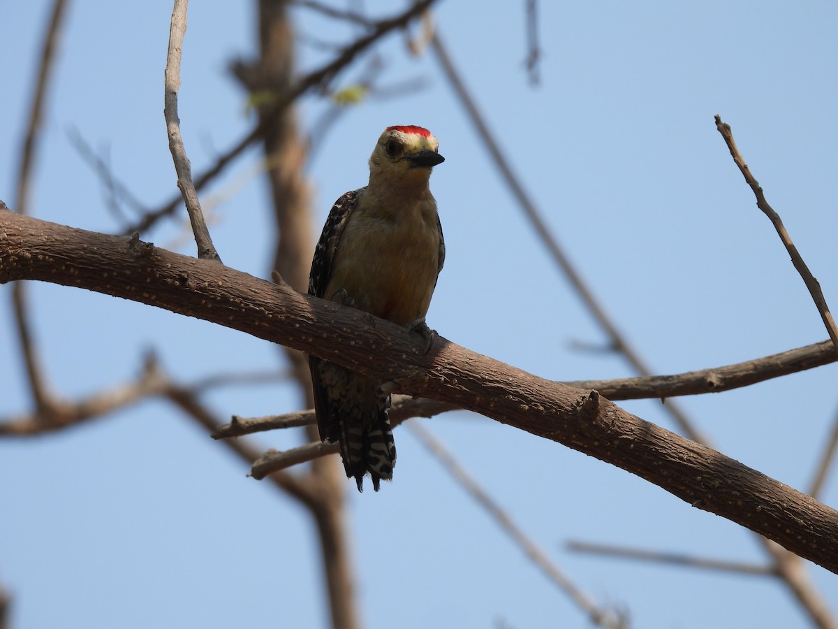 Red-crowned Woodpecker - Leandro Niebles Puello