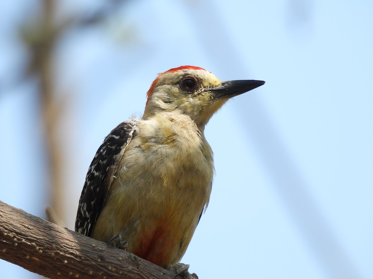 Red-crowned Woodpecker - ML617774342