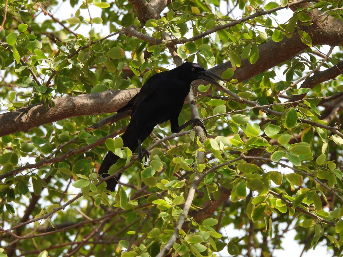 Great-tailed Grackle - ML617774406
