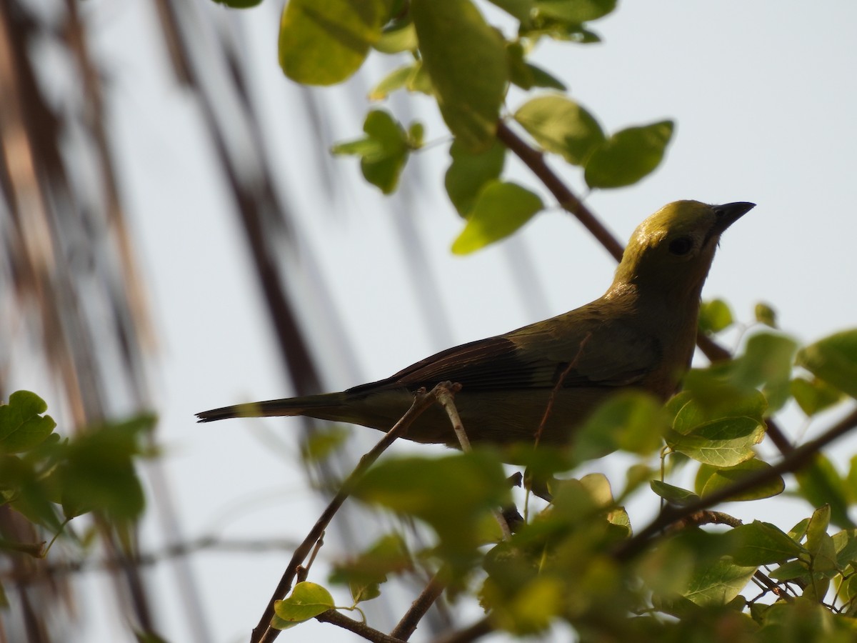 Palm Tanager - ML617774415