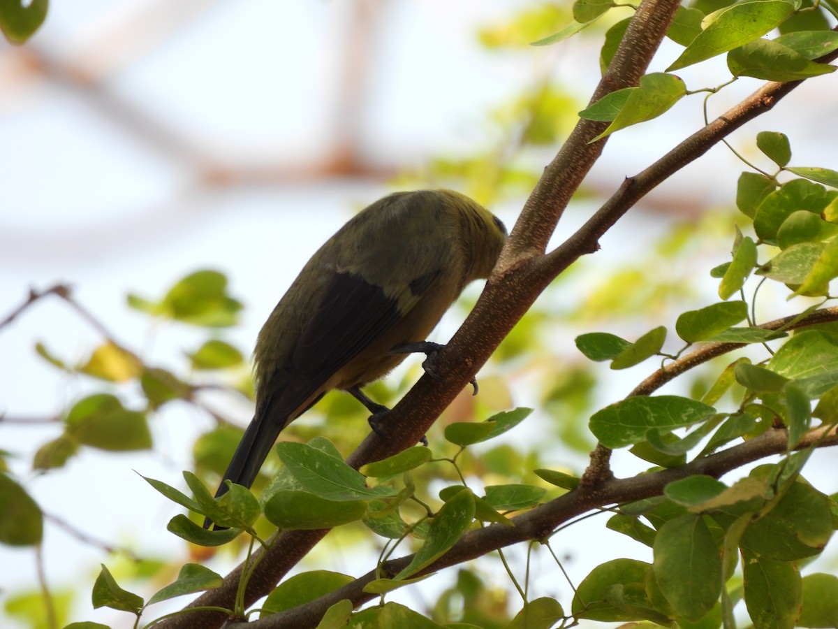 Palm Tanager - ML617774419