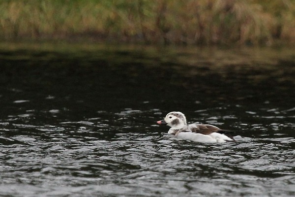 Long-tailed Duck - ML617774474