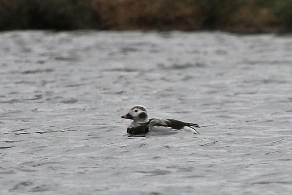 Long-tailed Duck - ML617774475