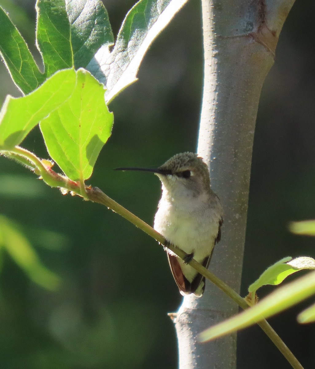 Black-chinned Hummingbird - Darren Dowell