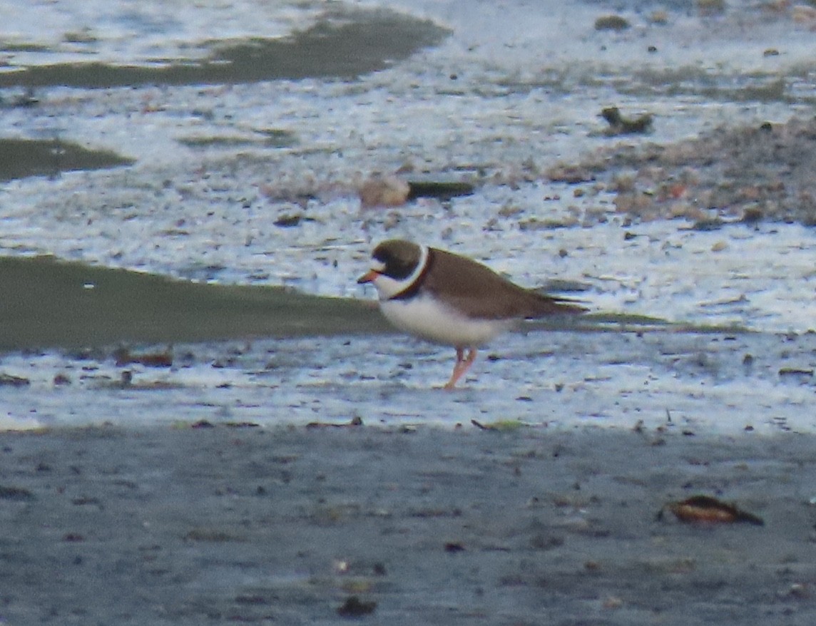 Semipalmated Plover - ML617774543