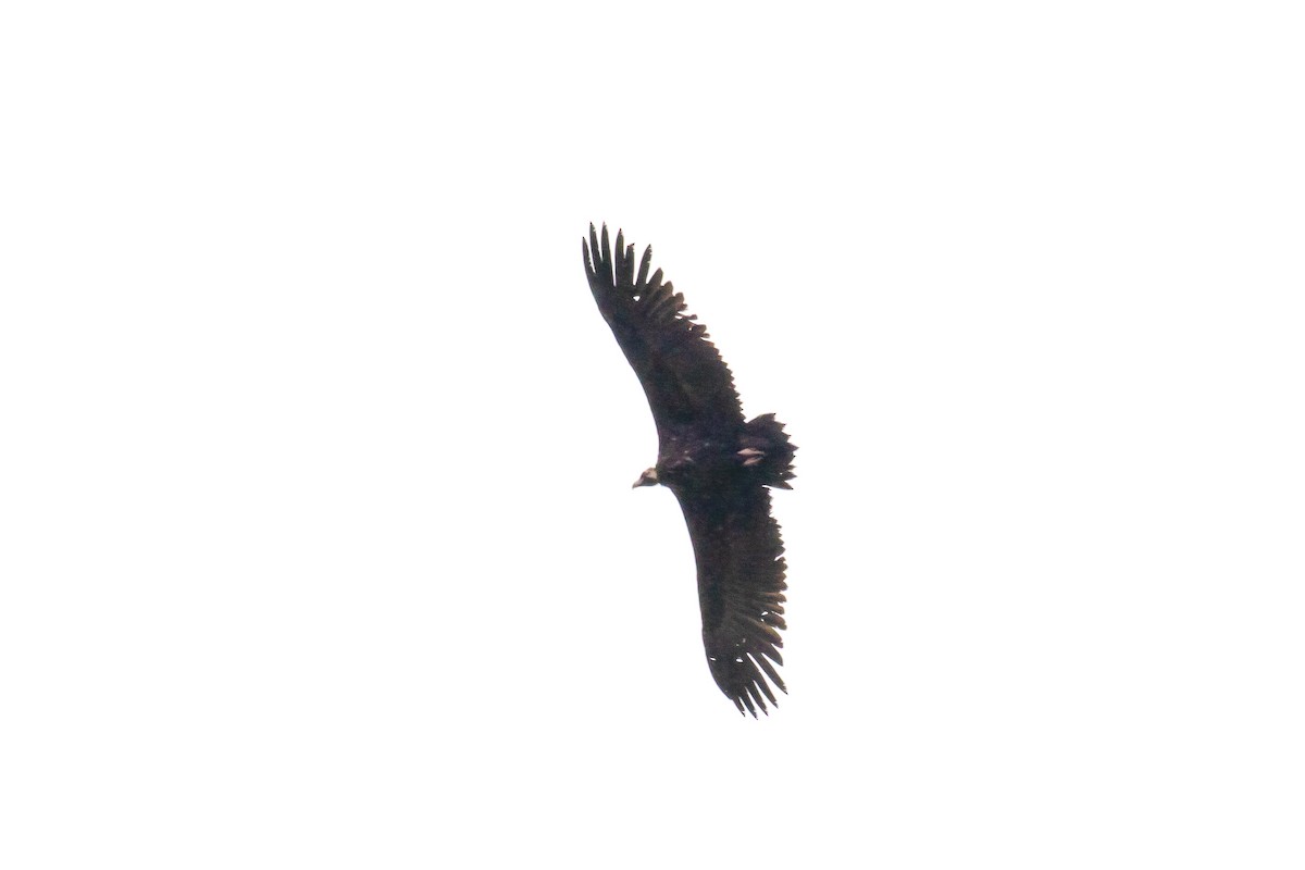 Cinereous Vulture - ML617774573