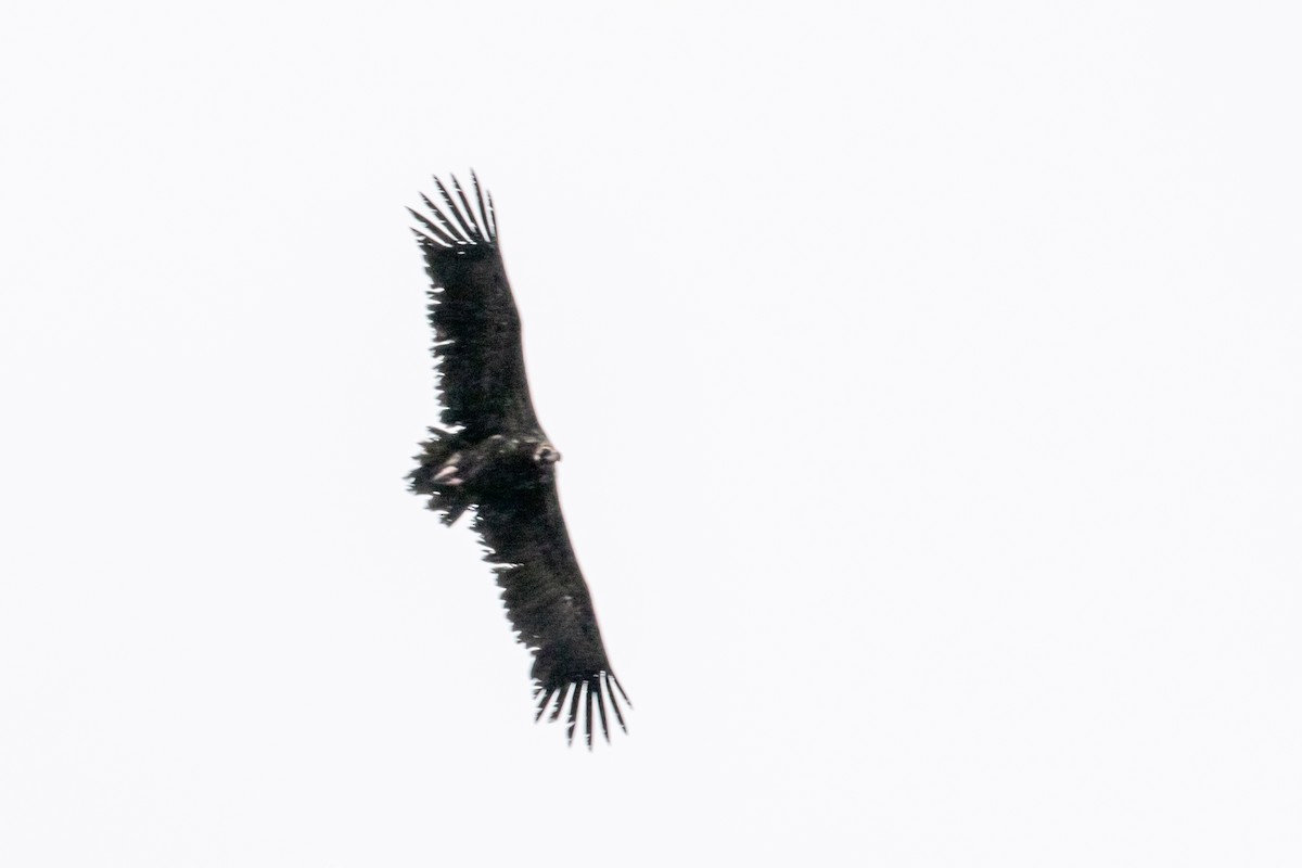 Cinereous Vulture - Antonio Santaniello