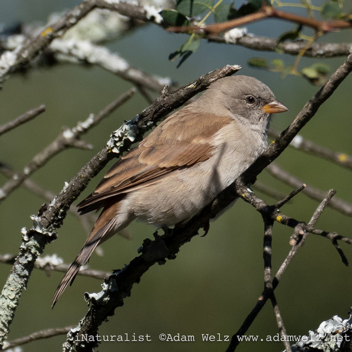 Southern Gray-headed Sparrow - Adam Welz