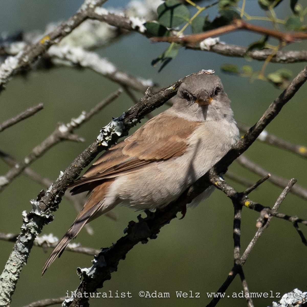 Southern Gray-headed Sparrow - ML617774767
