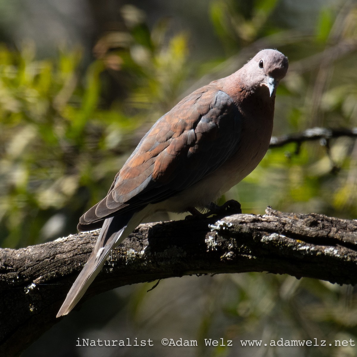 Laughing Dove - ML617774773