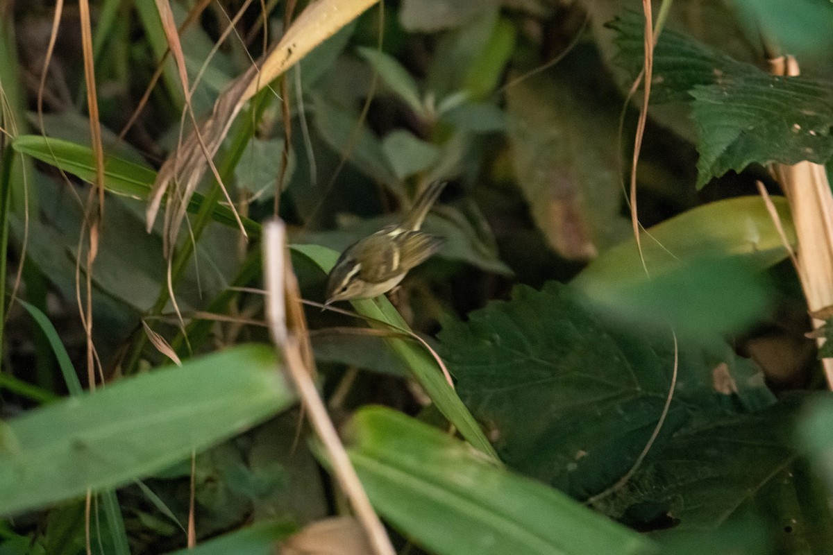 Chinese Leaf Warbler - ML617774784