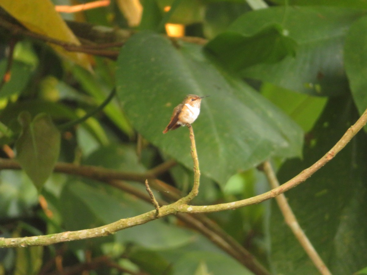 Scintillant Hummingbird - ML617774785