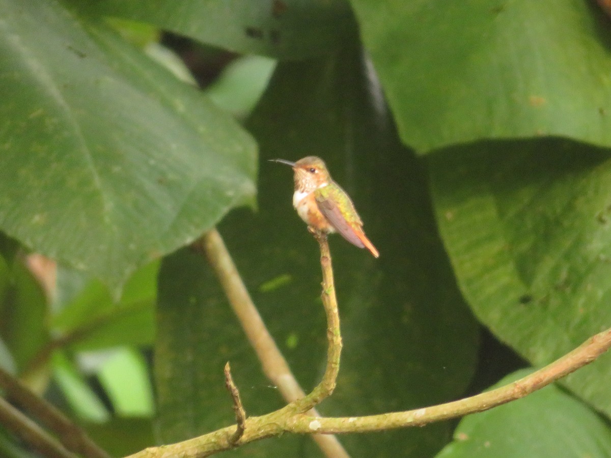 Scintillant Hummingbird - Kenneth Acuña-Vargas