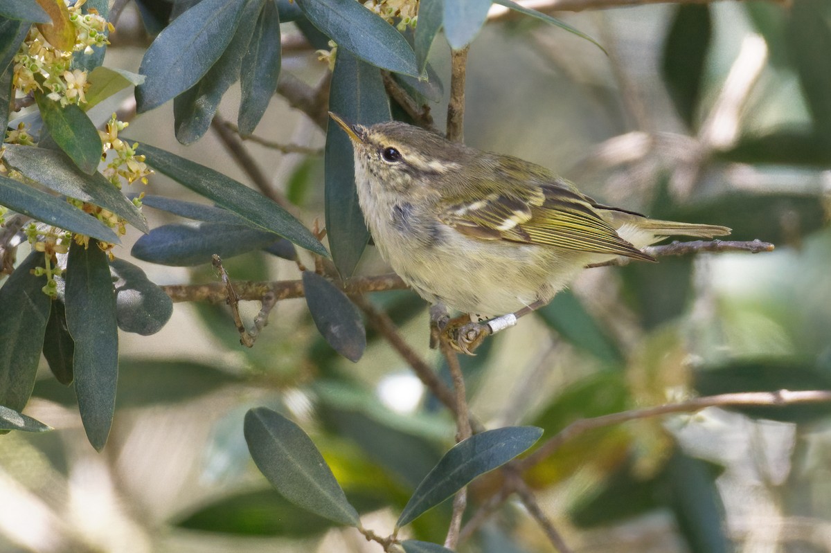 Yellow-browed Warbler - ML617774788