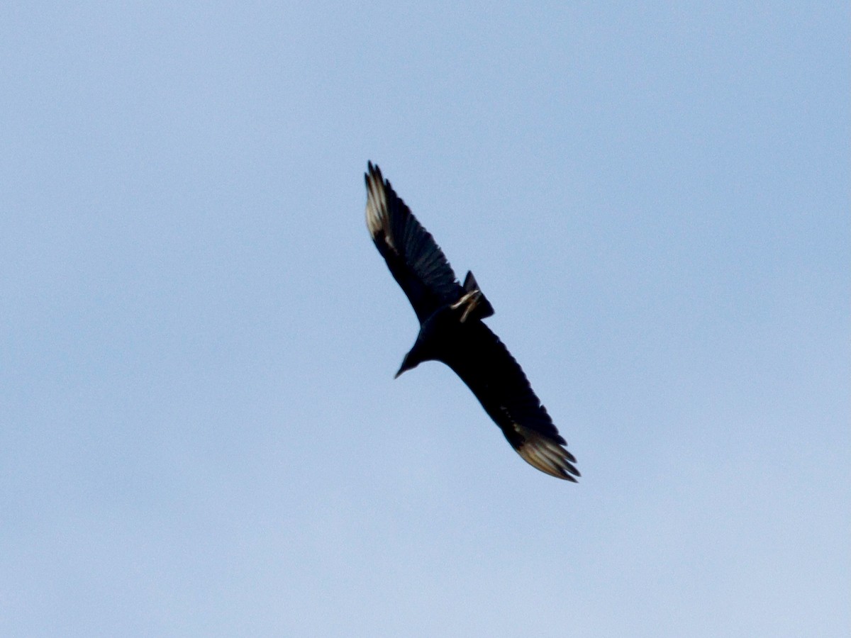 Common Black Hawk - Paul Petrus