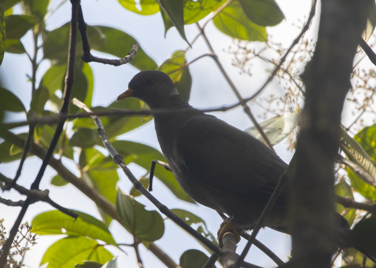 Band-tailed Pigeon - ML617774869