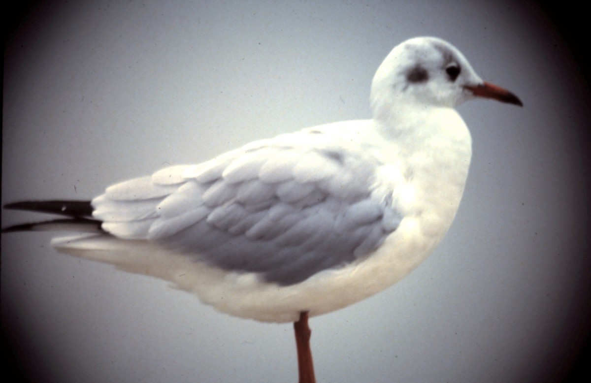 Black-headed Gull - Clyde Blum